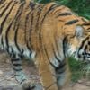 Immersion dans la jungle indienne, royaume des créatures redoutées entre sangsues et serpents