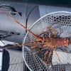 VIDÉO. « 1 chance sur 100 000 ! » : en Bretagne, il pêche une langouste… à la canne à pêche