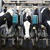 Now woke scientists want to rename World Milk Day 'Bovine Mammary Secretion Day'