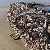 Toxic sea creatures that BURN humans and can regrow after being cut in half wash up on US beach