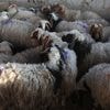 Politie zet illegale slachting van schapen stop en neemt vlees in beslag: “Dierenleed én risico voor de volksgezondheid”