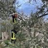 Ligbedden weggeblazen en ontwortelde bomen: hevige storm zorgt voor schade bij populaire toeristenoord Rimini
