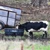 Aantal vogelgriepuitbraken onder zoogdieren vorig jaar verdubbeld