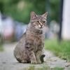 Twee 17-jarigen in Londen veroordeeld voor doodmartelen katten: daders gebruikten messen, scharen en gasbranders