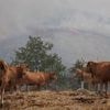 L’Espagne en alerte canicule, risque d’incendie très élevé à extrême dans la majeure partie du pays