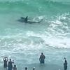 Terrifying moment shark battles stingray close to shore as beachgoers watch in horror