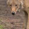‘Probleemwolf’ Bram probeert graag nieuwe dingen, nu is zijn dood nabij