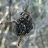 Naturphänomen in Berlin: Raupen der Gespinstmotte verhüllen Bäume mit weißen Schleiern