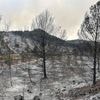 France's largest wildfire in decades leaves a trail of devastation