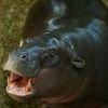 Herzlicher Empfang in Frankreich: Mini-Hippo Toni ist gut im neuen Zuhause angekommen