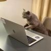 Fresh milk and classical music: Firm posts lucrative office cat-sitting job