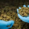 "Verstörender Anstieg": Warken will Zugang zu medizinischem Cannabis einschränken
