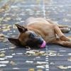 Un sexagénaire attaqué par une meute de chiots malinois dans le Gers