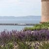 Le jardin sec, un espace où l’arrosage est un art