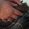 "Une grosse différence gustative" : des maraîchers lancent la vente de vanille produite en Bretagne