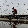 Health v heritage: Pigeon feeding ban sparks debate in India