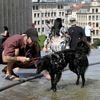Zomerse dag met zon en wolken: lokaal 30 graden mogelijk