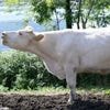 Un premier foyer de dermatose nodulaire contagieuse bovine confirmé dans l'Ain