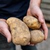 Aardappelprijs historisch laag? Niet in de winkel