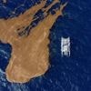 Voile. « C’est inquiétant, il y en a partout »: les sargasses, le grand péril des transatlantiques ?