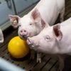 Tier als Organspender: Mensch atmete neun Tage mit Schweinelunge