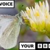 Southern European butterfly spotted in UK for first time