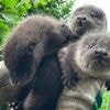 Bijzondere reddingsac­tie van verweesde babyotters: tepels van moeder verraden hun bestaan