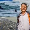 Na melding in Noord Frankrijk: zwemmen er ook haaien langs de Vlaamse kust? "Die dieren zijn zo groot als een bus"