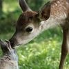Neu im Kino: „Bambi“-Neuverfilmung: Statt Disney-Zauber Natur pur