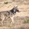Kan het eindelijk, treuzelt Nederland zelf met aanpak van de wolf: ‘Prutswerk’