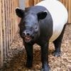 Tapir-Comeback im Zoo Berlin: Bulle hat das Potenzial zum neuen Publikumsliebling