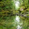 Britain's temperate rainforests facing 'extinction crisis'