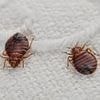 How to know if you're sleeping with bedbugs: The smell, stains and telltale signs of an infestation