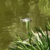 Übler Scherz in Weißensee: Falscher Alligator löst Polizeieinsatz an Berliner Teich aus