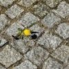 Leben in Lücken: Pflasterstein-Lücken als wertvolle Insekten-Kinderstuben