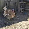 « Enfile tes bottes » pour rencontrer les animaux en Vendée