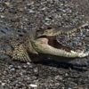 Attacke nahe Palmölplantage: Krokodil tötet Schwimmer in Indonesien