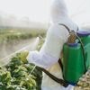 VRAI OU FAUX. Proposition de loi Duplomb : les pesticides néonicotinoïdes, comme l'acétamipride, sont-ils dangereux pour la santé ?