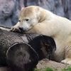 Abschied von Antonia: Zoo schläfert einzige kleinwüchsige Eisbärin ein