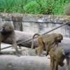 Outcry after German zoo culled baboons due to overcrowding