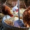 Gefängnisprojekt mit Herz: Gefangene pflegen Hühner und finden neue Hoffnung