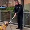 Strict new rules for dog owners in London: Council brings in ban after spate of attacks