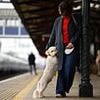 Paws for thought: Almost half of all pet owners have CANCELLED a holiday to stay with their animals