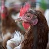 50.000 kippen omgekomen bij brand kippenhouderij in Limburgs dorp Heibloem
