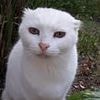Don't forget the sun cream... for your CAT: Vet urges pet owners to take care of their felines as temperatures rise
