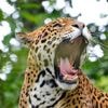 Jaguar eindigt op barbecue in Argentinië, daders moeten de cel in