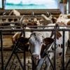 Foyers infectés, éleveurs inquiets, bovins euthanasiés... Ce que l'on sait de l'épizootie de dermatose nodulaire contagieuse en Savoie et en Haute-Savoie