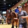 Une pouliche vendue 800 000 € lors d’une première soirée de ventes très animée, à Deauville