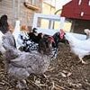 Waitrose rules out buying American beef and chicken as supermarket vows to 'stand with British farmers' following US trade deal