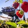 Obstbau: Erdbeerpflücken mit KI: Ernteroboter soll Betriebe entlasten
